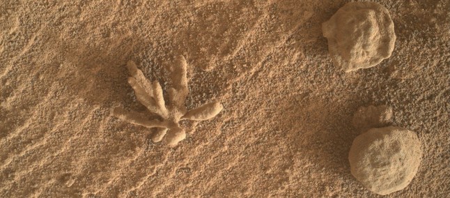 Sembra un fiore ma... ecco l'incredibile foto scattata su Marte da Curiosity