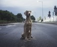 Traffic rules, "zero tolerance" for those who abandon animals causing accidents.