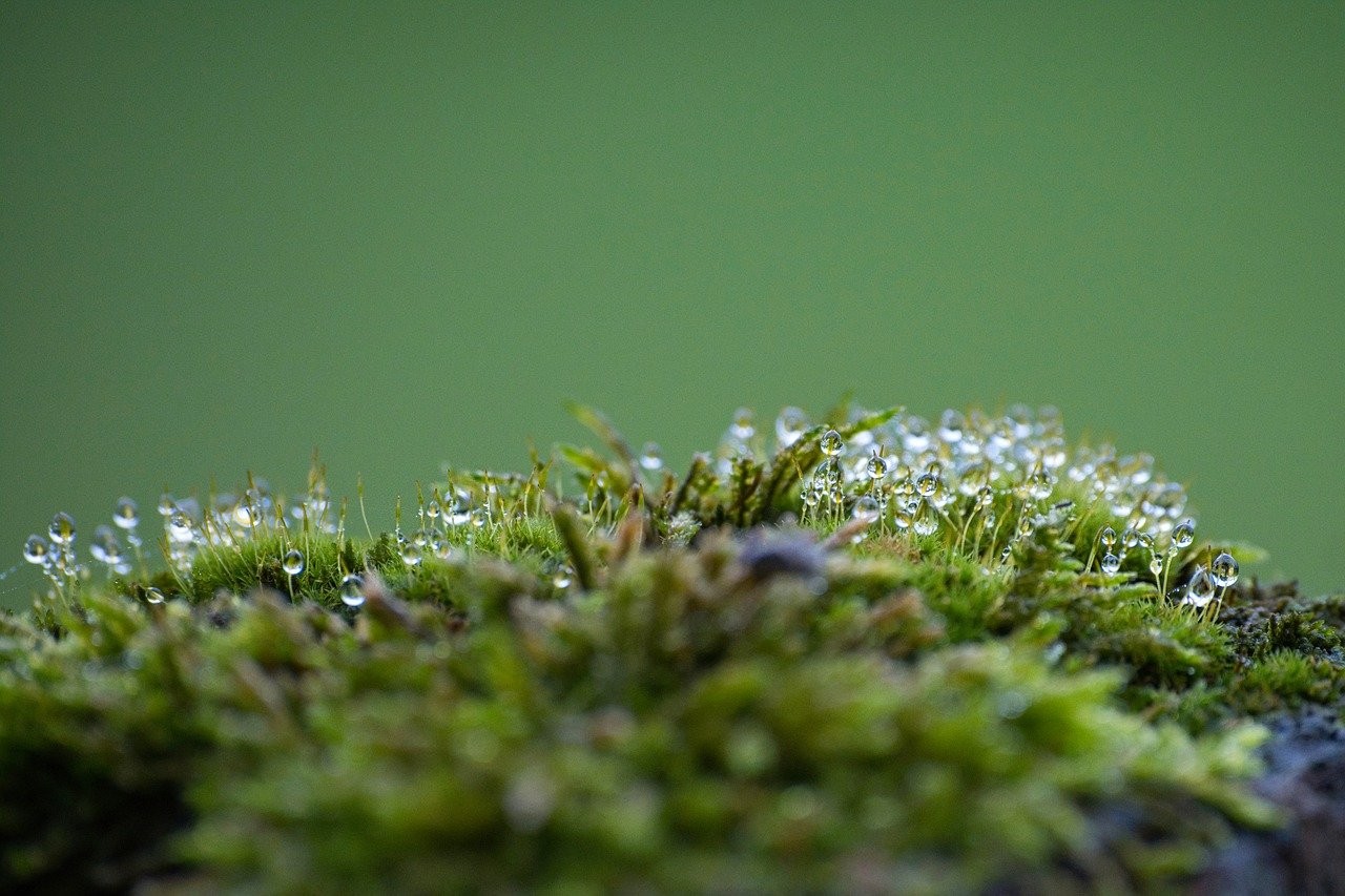 Antartide sempre più verde, il cambiamento climatico sta trasformando il Polo Sud