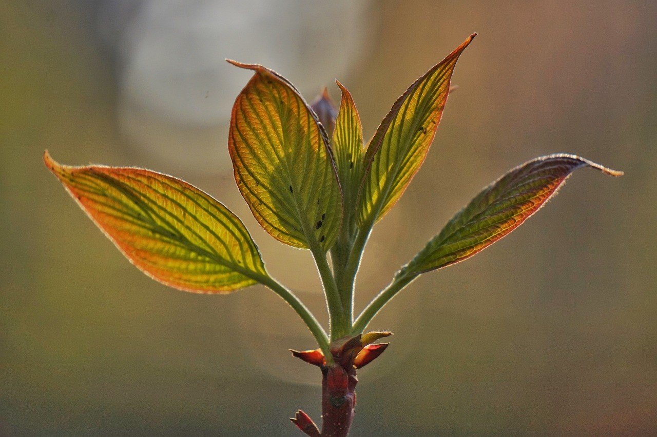 Sequestro naturale del carbonio bloccato: cause e conseguenze