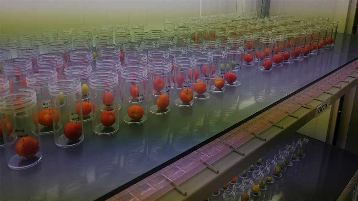 Enea, allo studio un metodo innovativo per la conservazione della frutta