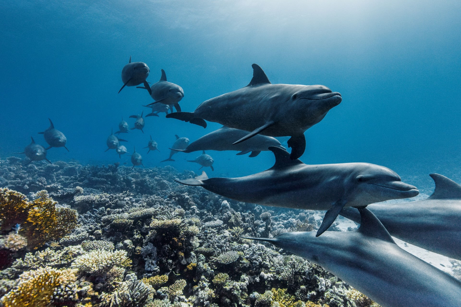 Attenborough racconta gli oceani: il nuovo docu su Disney+ l8 giugno | Trailer