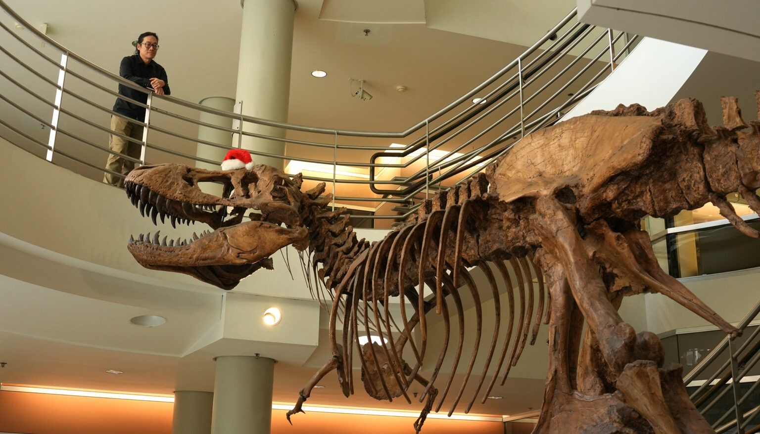 T. rex, la scienza riscrive il mito: era lento e con le piume