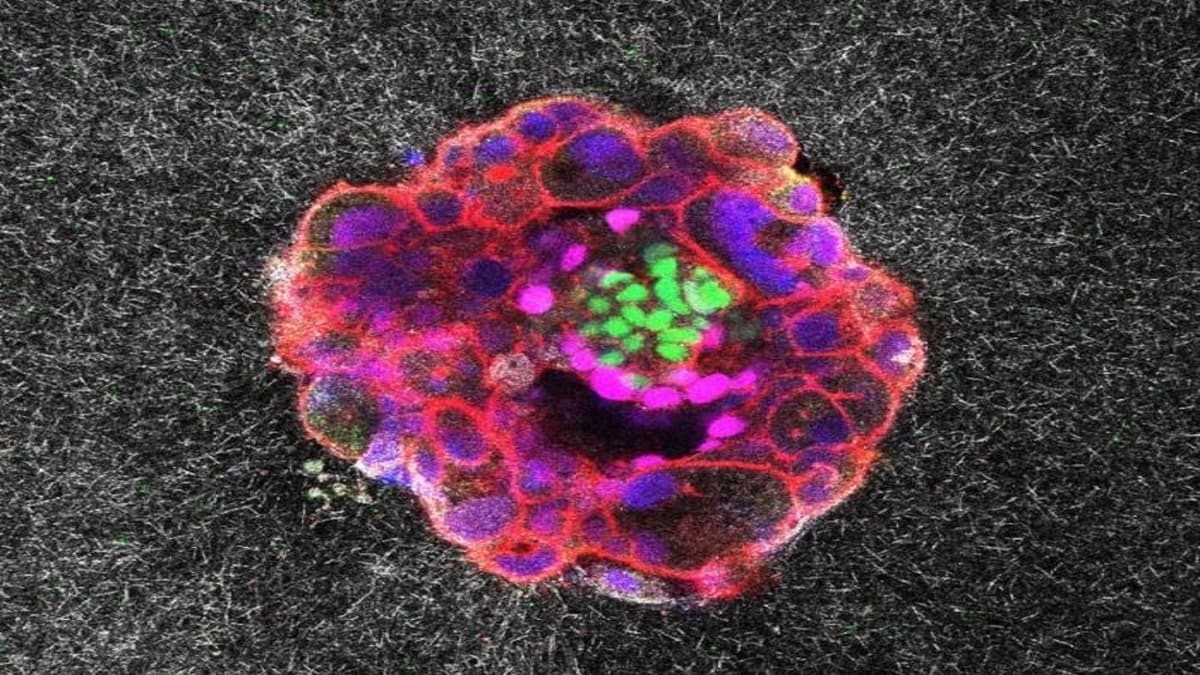 Scienziati filmano in 3D come lembrione umano si impianta nellutero