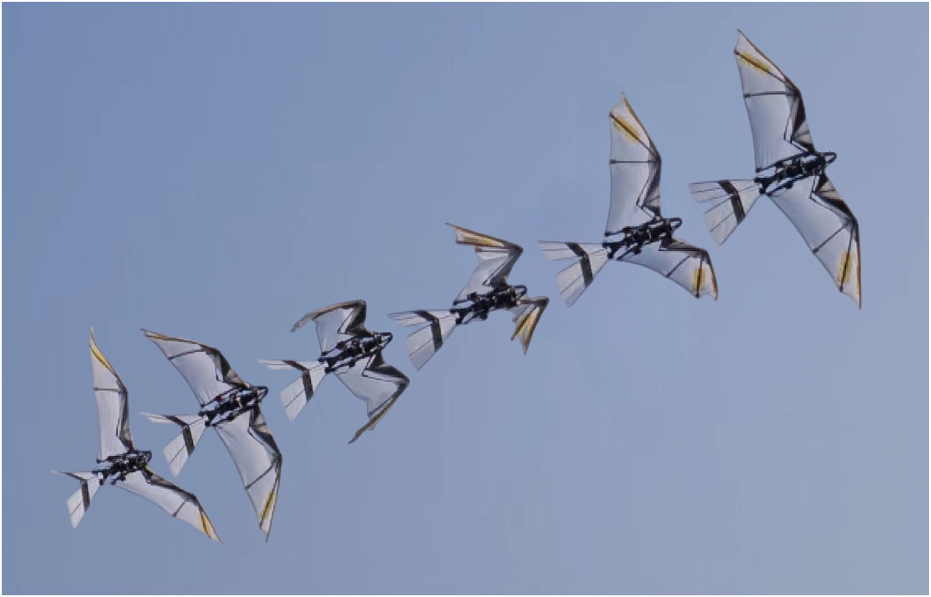 RoboFalcon2.0, l'automa che decolla come un vero uccello
