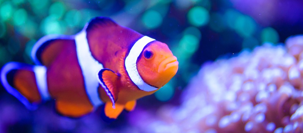 Vongola è l'AI che ascolta il mare e protegge la biodiversità