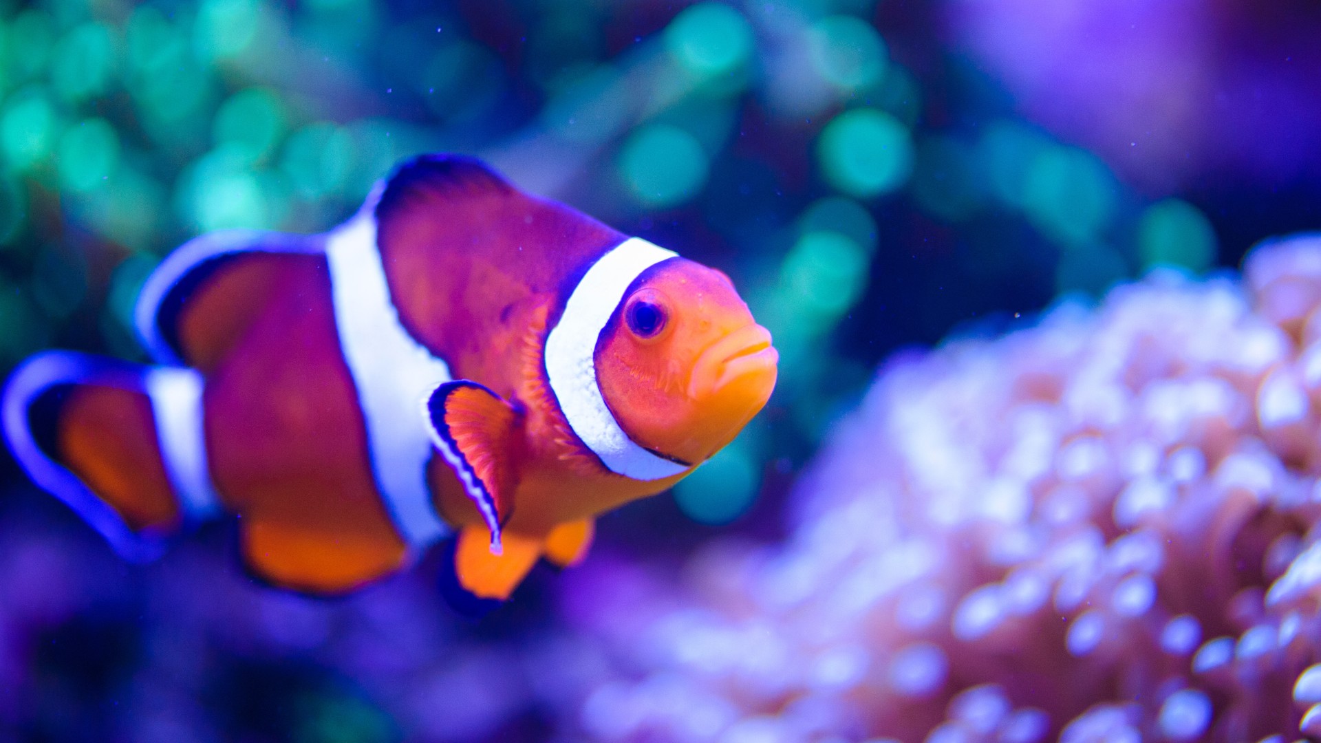 Vongola è l'AI che ascolta il mare e protegge la biodiversità