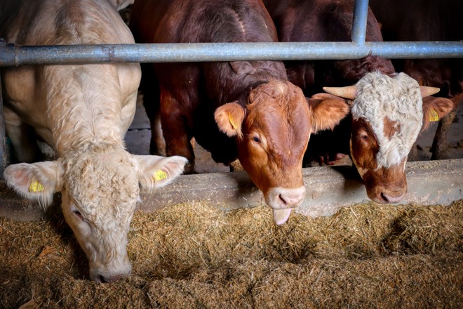 Pianura Padana: la bomba inquinante degli allevamenti intensivi