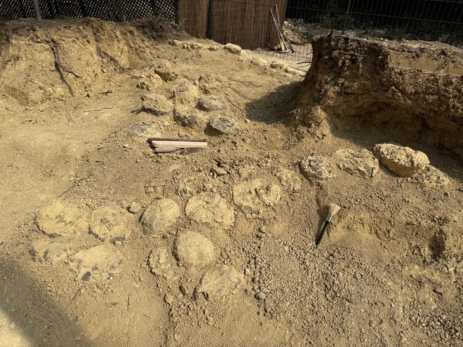 Anteprima: Francia: scoperte oltre cento uova fossili giganti di dinosauri