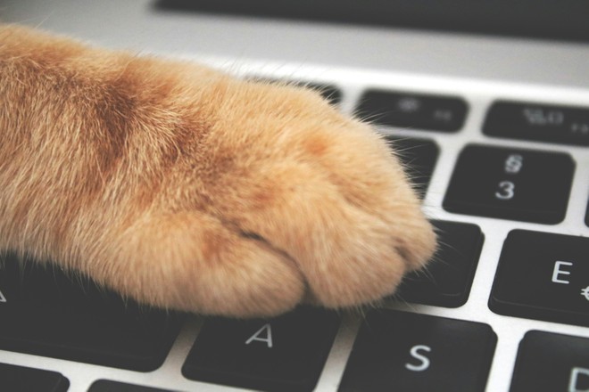 Arriva l'app "Anti-gatto" per macOS