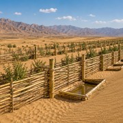 Bambù per fermare l'avanzata del deserto: ecco la soluzione cinese