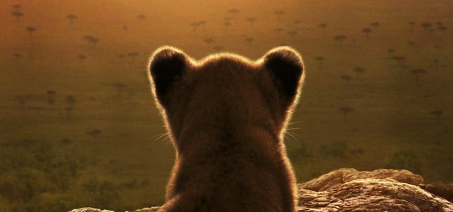 Anteprima: LION, il documentario che racconta quattro anni di vita di un leone arriva su Disney+