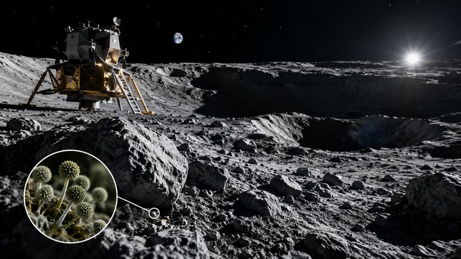Anteprima: Portiamo vita sulla Luna? Un fungo terrestre può resistere 7 giorni