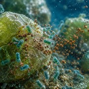 Harvard trasforma batteri marini in alleati contro la CO2