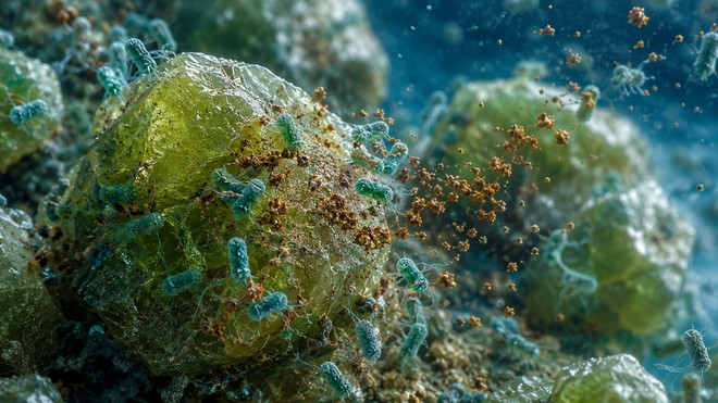 Harvard trasforma batteri marini in alleati contro la CO2