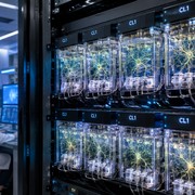 Il primo data center biologico usa neuroni umani al posto dei chip