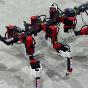 Perde una zampa ma continua a camminare: il robot che impara dagli insetti