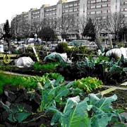 Città più fresche grazie agli orti urbani: fino a 3°C in meno