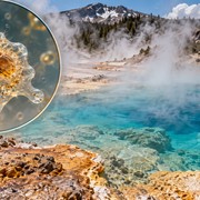 La NASA scopre un?ameba che sfida il caldo estremo