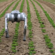 I cani robot diventano contadini: possono monitorare le colture da vicino