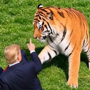 Satira social di cattivo gusto: quando Trump usa una tragedia per fare ironia