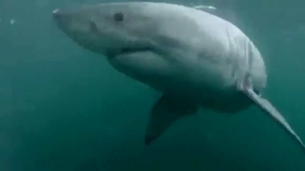 Si tuffa con la GoPro e si ritrova faccia a faccia con uno squalo bianco  (video) 