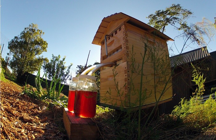 Flow Hive, l'arnia rivoluzionaria che sta facendo impazzire apicoltori di  tutto il mondo 