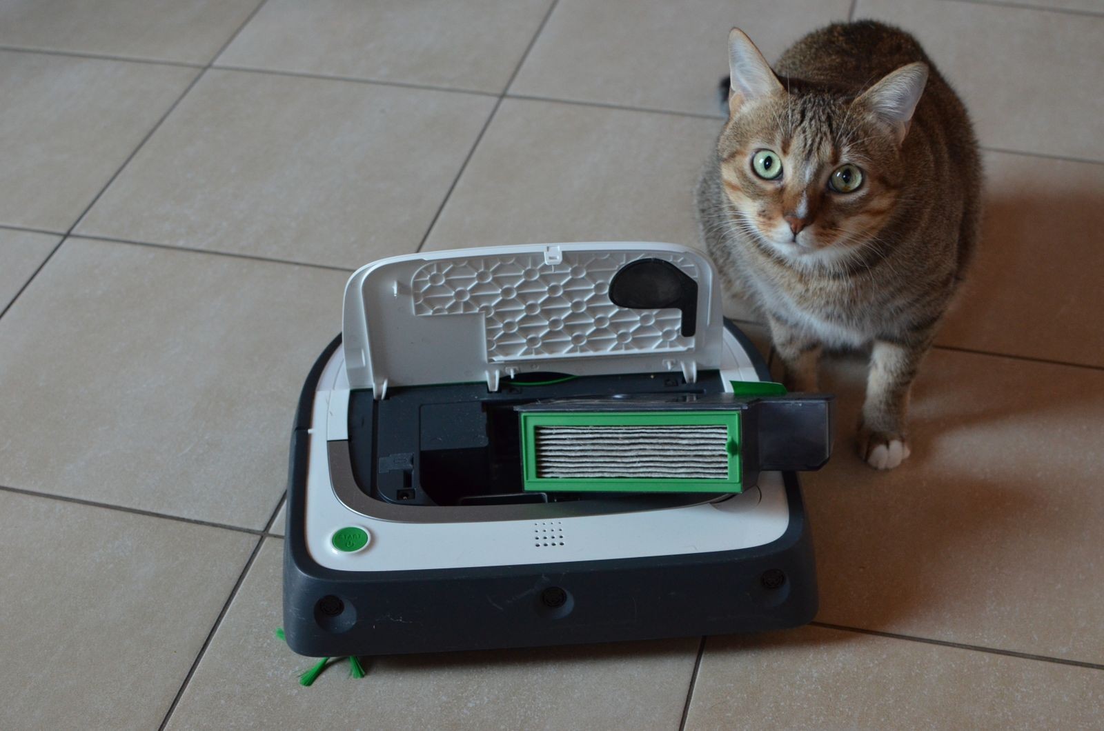 Il gatto che non riesce a fare a meno del suo aspirapolvere