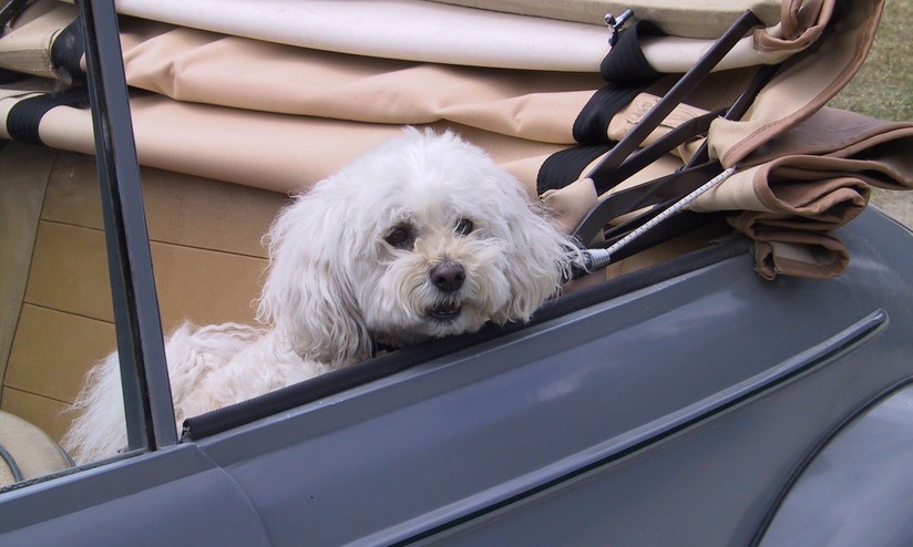 Animali in auto: gli accessori utili per andare in vacanza con un cane o un  gatto 