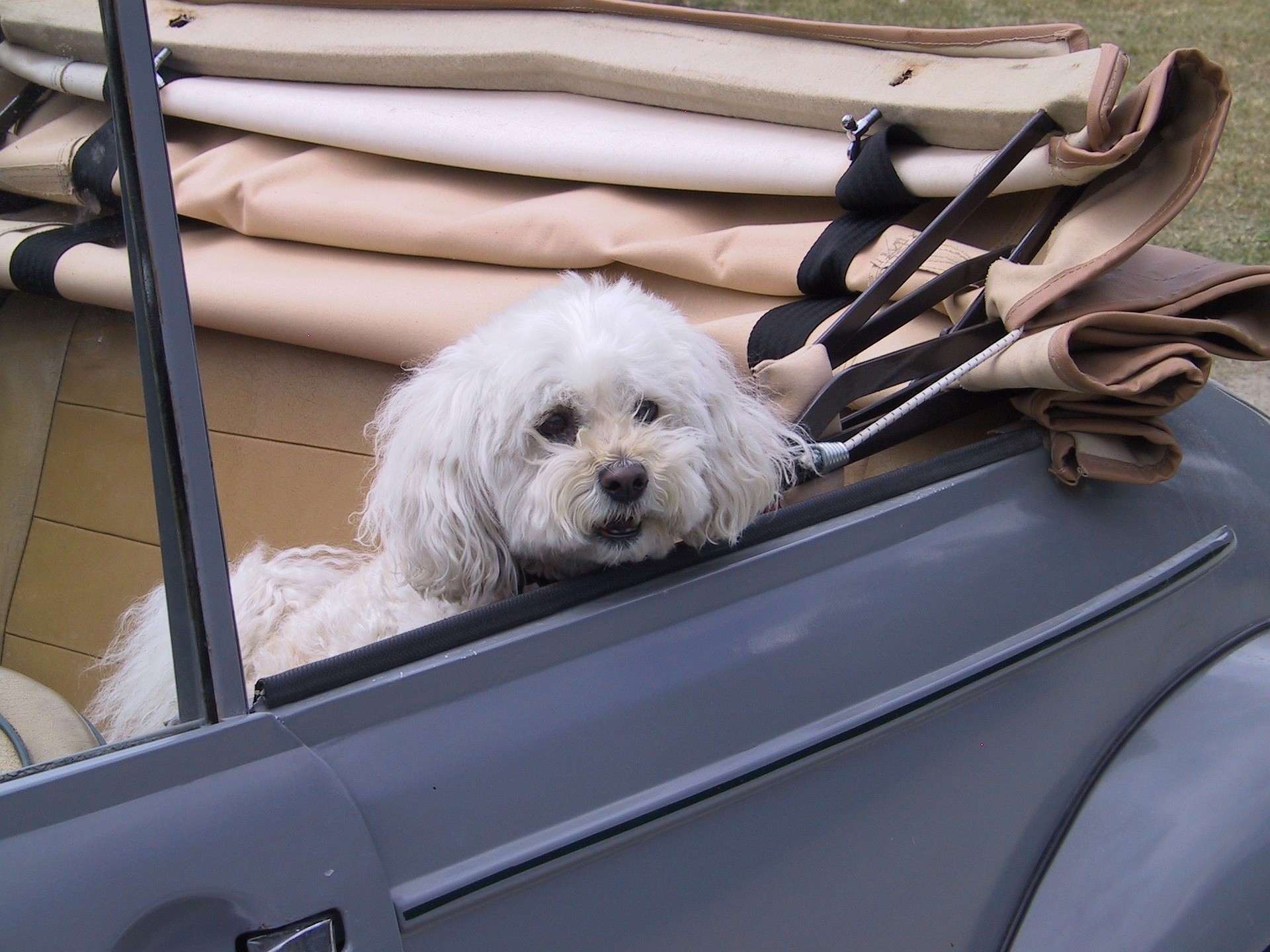Animali in auto: gli accessori utili per andare in vacanza con un cane o un  gatto 